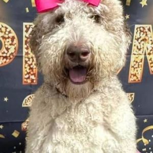 Meet your Posher, Jeffrey